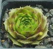 Sempervivum WALDMEISTER