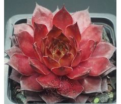 Sempervivum WALNUT TOFFEE