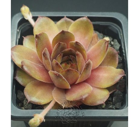 Sempervivum WAVE ROCK