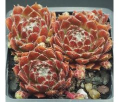 Sempervivum WÉH JAO