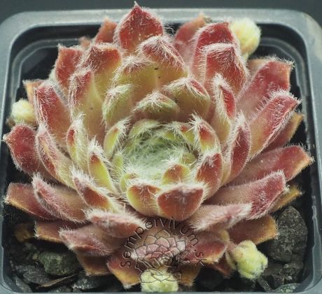 Sempervivum WHISPERS