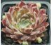 Sempervivum WHISPERS
