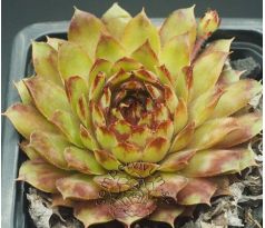 Sempervivum WIESA