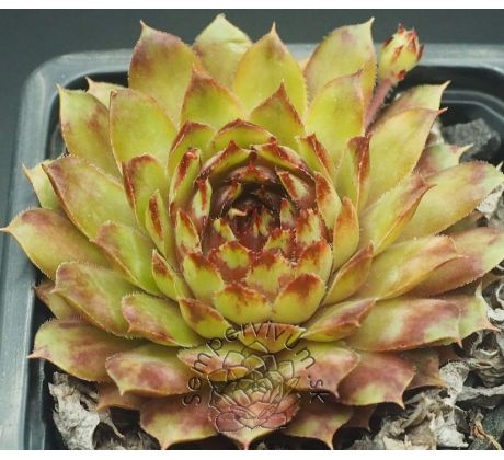 Sempervivum WIESA