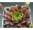 Sempervivum WINTERLEUCHTEN
