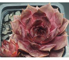 Sempervivum WOK