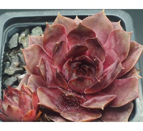 Sempervivum WOK