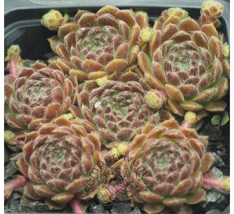 Sempervivum WOLLKNOPF
