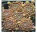 Sempervivum WOLLKNOPF