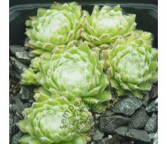 Sempervivum WOLLLAUS