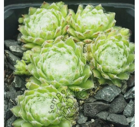 Sempervivum WOLLLAUS