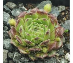 Sempervivum WONNEPROPPEN