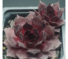 Sempervivum XAVERIA