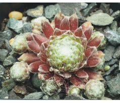 Sempervivum ZILVER PRINSESJE