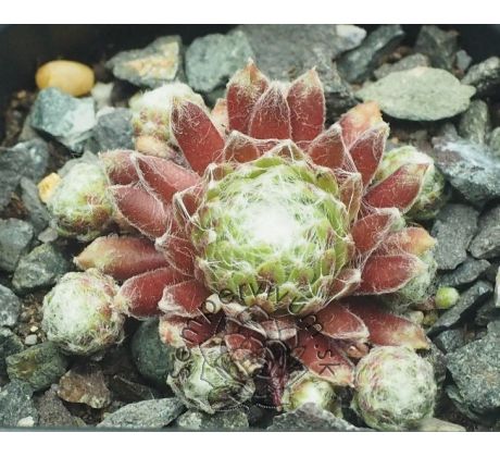 Sempervivum ZILVER PRINSESJE