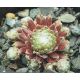 Sempervivum ZILVER PRINSESJE