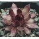 Sempervivum ZIRCON II