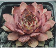Sempervivum ZULAY