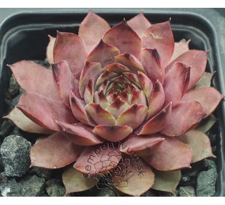 Sempervivum ZULAY
