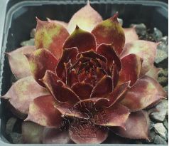 Sempervivum ZÜNDFLAMME