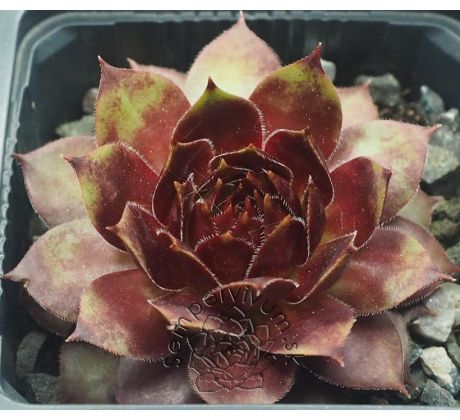 Sempervivum ZÜNDFLAMME