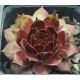 Sempervivum ZÜNDFLAMME