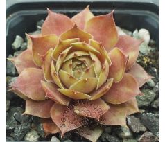 Sempervivum ZWIELICHT