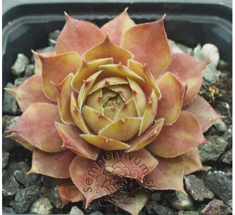 Sempervivum ZWIELICHT