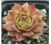Sempervivum ZWIELICHT
