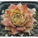 Sempervivum ZWIELICHT
