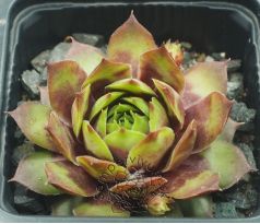 Sempervivum CHRISTMAS TIME