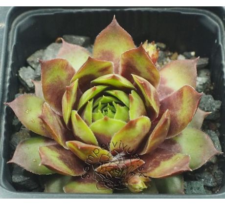 Sempervivum CHRISTMAS TIME