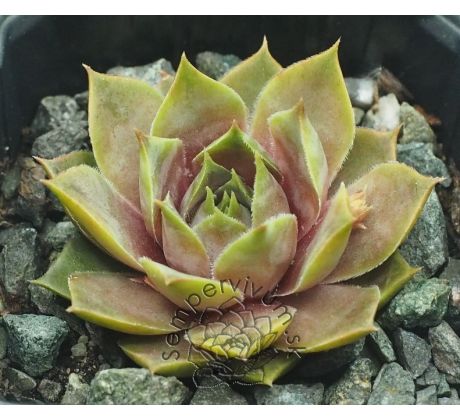 Sempervivum ALBIDUM