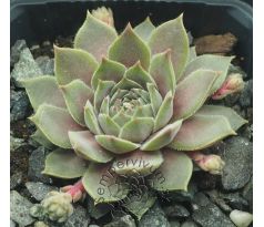 Sempervivum SAMTPFOTE