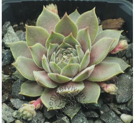 Sempervivum SAMTPFOTE