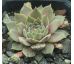 Sempervivum SAMTPFOTE