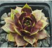 Sempervivum NIGHT RAVEN