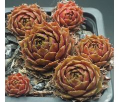 Sempervivum LIEBCHEN