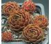Sempervivum LIEBCHEN