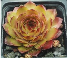 Sempervivum MITCHELLS GOLD
