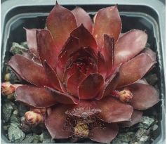 Sempervivum VOLKMAR SCHARA
