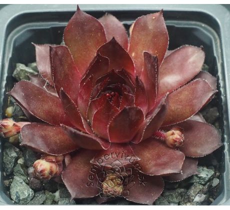 Sempervivum VOLKMAR SCHARA