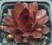 Sempervivum VOLKMAR SCHARA