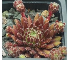 Sempervivum THE CHAMPIONETTES