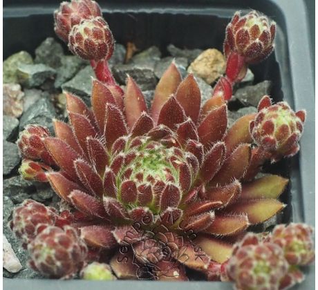 Sempervivum THE CHAMPIONETTES