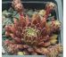 Sempervivum THE CHAMPIONETTES