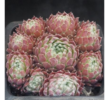 Sempervivum HURRICANE