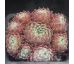 Sempervivum HURRICANE