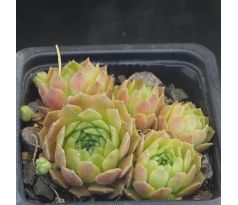 Sempervivum LIANA