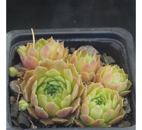 Sempervivum LIANA